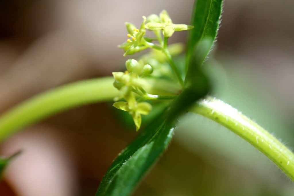 Cruciata glabra